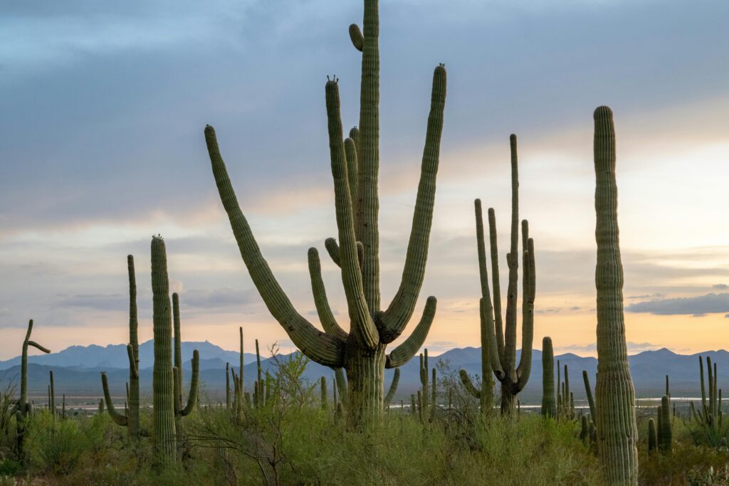 Beautiful Arizona desert landscape featuring saguaro cacti and mountains at sunset.